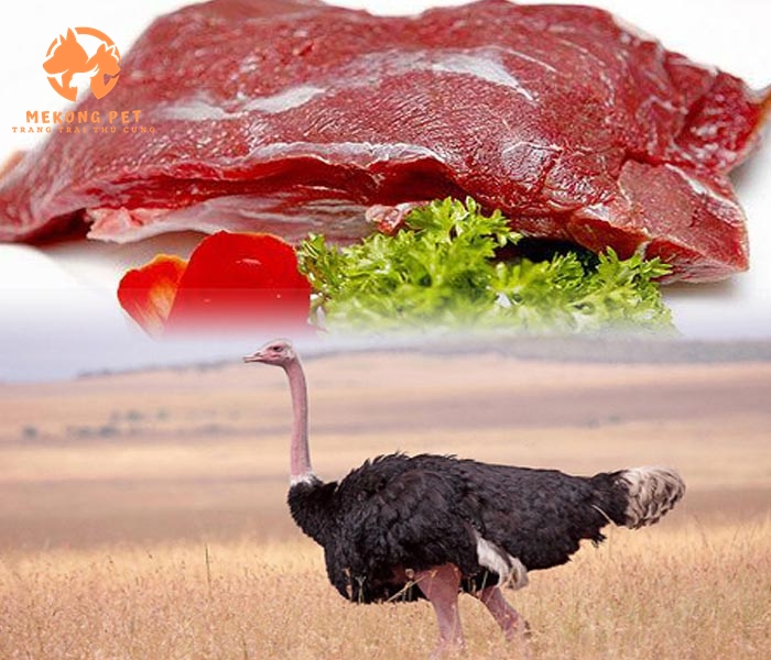 Thu Mua Thịt Đà Điểu Tận Nơi: Thu Mua Nhanh Chóng, Uy Tín